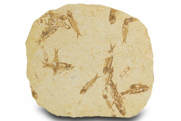 Fossil Fish (Knightia) Mortality Plate - Wyoming #327750